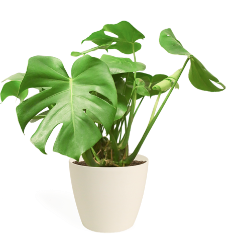 House plant